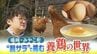 「ストレスなく元気に育って」広い屋外で放し飼い”放牧養鶏”に脱サラで挑む男性　こだわりのエサ作りも　3月のタマゴ発売を目指す　福岡県みやこ町　|　福岡のニュース｜RKB NEWS｜RKB毎日放送