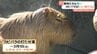カピバラ打たせ湯で至福の時 とべ動物園で寒さをしのぐ動物たちに癒やしの輪　【愛媛･砥部町】　|　愛媛のニュース - Nスタえひめ｜あいテレビは6チャンネル