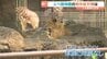 動物たちの熱中症対策は？ミストシャワーにスプリンクラー、水遊びも　愛媛県立とべ動物園　|　愛媛のニュース - Nスタえひめ｜あいテレビは6チャンネル