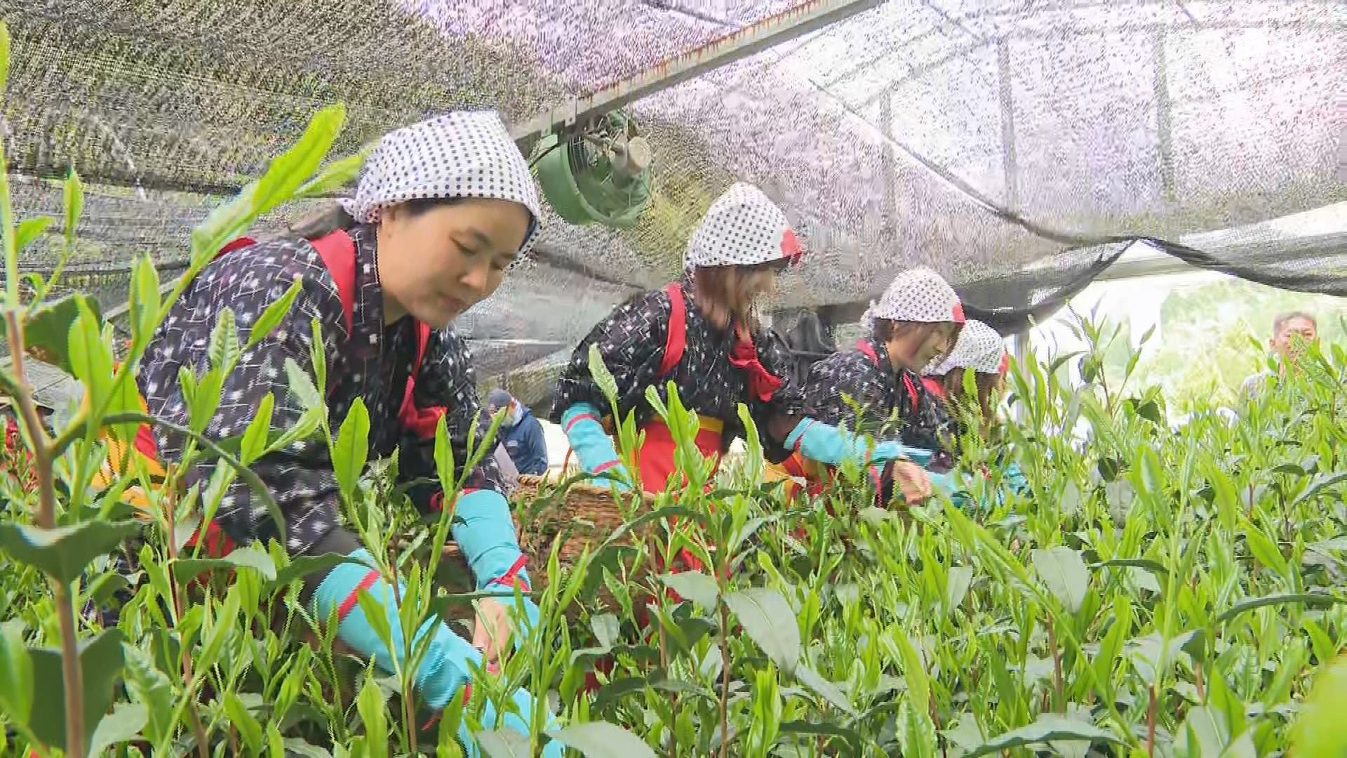 新茶初取引前に高級茶「高嶺の香」摘み取り 「ぜひ味わって飲んで
