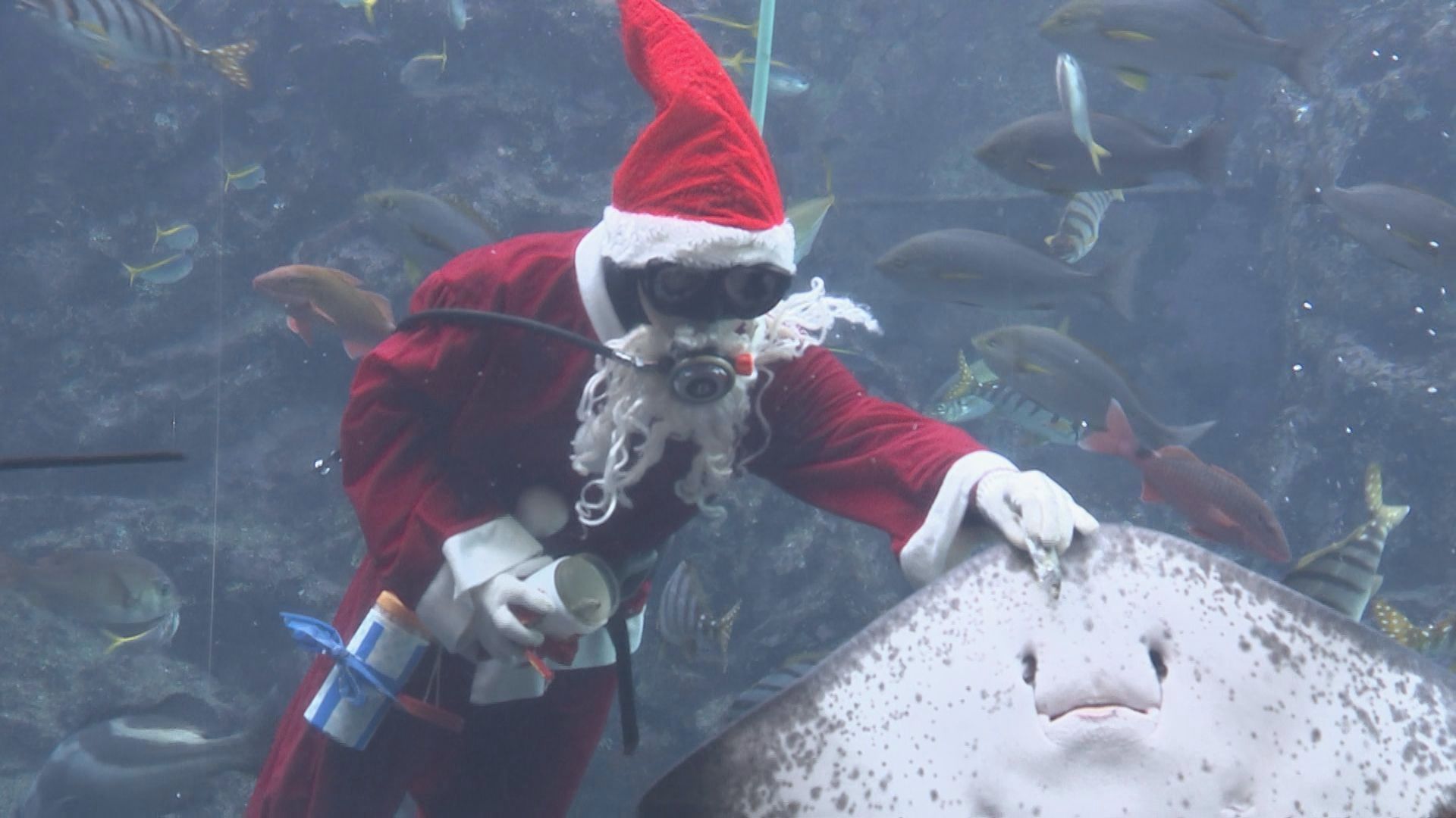 魚も喜んでる 下田海中水族館でサンタが餌付け 一足先にクリスマスプレゼント Tbs News Dig