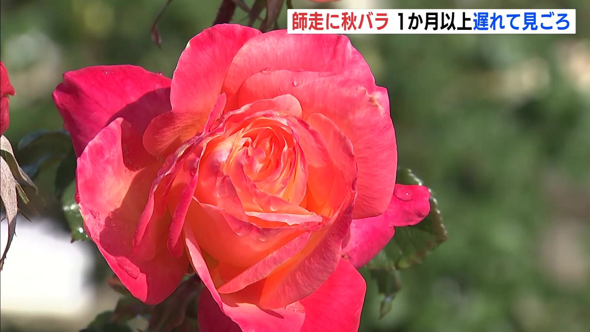 秋薔薇　ページ 師走に “秋バラ” 夏の猛暑が生育に影響 1か月以上遅れて見ごろ迎える