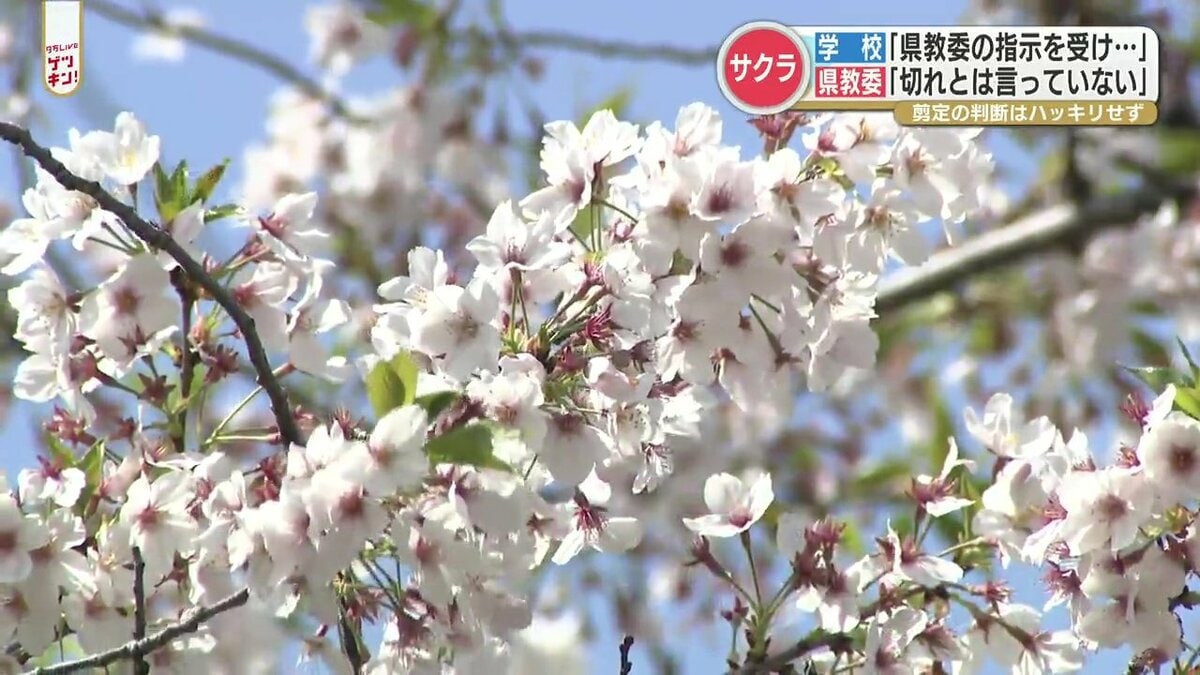 サクラの名所で異変！熊本城や済々黌高も…大量伐採そして剪定 お花見