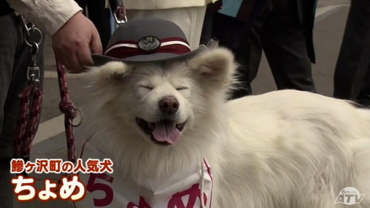 イカ焼き店の看板「娘」 わさおの養女「ちょめ」 鰺ヶ沢駅の観光主任に
