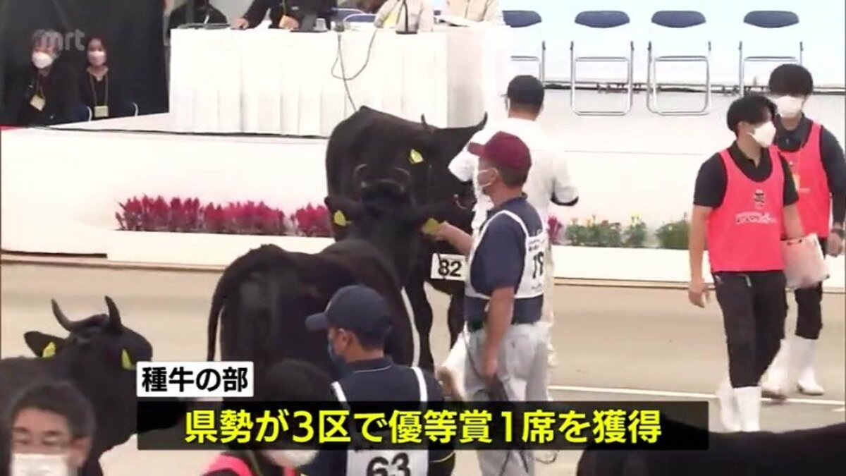全国和牛能力共進会 肉牛の部で宮崎は7区で今大会初の日本一 種牛の部でも優等賞1席獲得 Mrtニュース ｍｒｔ宮崎放送