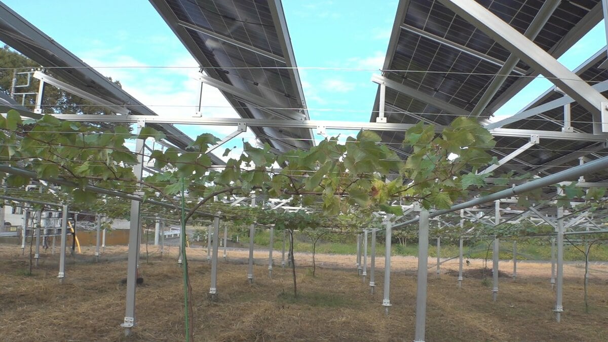 「若い人も発電をもとに携わる人が増えてくると思う」　農業×太陽光発電　電力の地産地消　さらに売電で農業経営の安定を図る　山梨