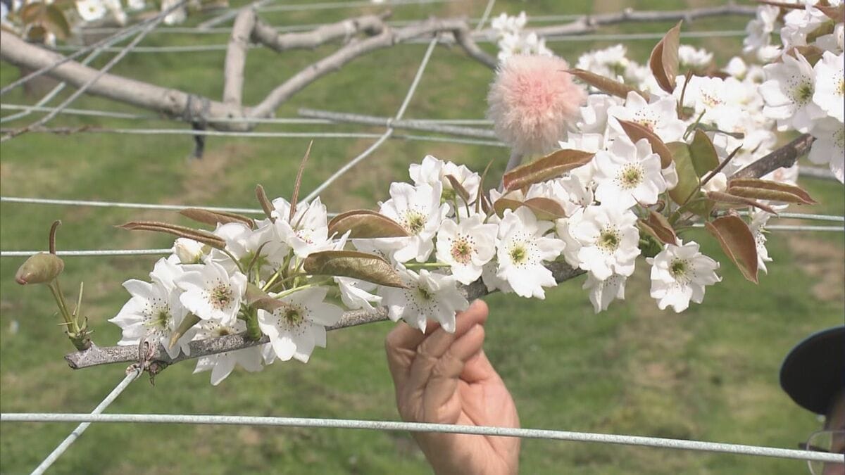 シャリシャリ食感と強い甘みが特徴のナシ｢幸水｣ 暖冬で開花早く…前倒しで“人工授粉” 岐阜･本巣市