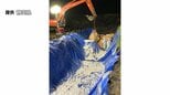 家畜伝染病「豚熱」殺処分対象の豚約4000頭を処分完了 富士宮市の養豚場で感染確認=静岡県|TBS NEWS DIG