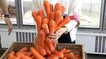 レタス2玉100円 ニンジン詰め放題200円の激安青果店でも「葉ものは例年より3割ほど高い」 11月末頃まで品薄で高騰か | 名古屋・愛知・岐阜・三重のニュース【CBC news】 | CBC web
