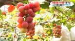 ぶどう観光農園ピンチ 新燃岳や集中豪雨の風評被害で来園者が半分に 鹿児島・霧島市|TBS NEWS DIG