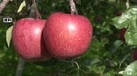 2026年のリンゴ「ふじ」の発芽日は平年より7日早い3月30日 4月下旬には開花の見込み 青森県やりんご研究所がせん定や落ち葉の除去など早めの作業を呼び掛け|TBS NEWS DIG