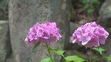 訪れた人に安らぎを　40年前から植えられてきた興因寺のアジサイ　今が見頃　甲府市　|　山梨のニュース | ＵＴＹテレビ山梨