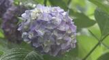 薄い紫やピンクなど…梅雨の時期に似合う花「アジサイ」が見ごろ 愛媛・松山 | 愛媛のニュース - Nスタえひめ|あいテレビは6チャンネル