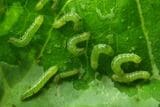 大豆、野菜、花き、果樹などの大敵「ハスモンヨトウ」が大量飛来のおそれ 病害虫注意報で早期発見、早期防除、除草の徹底などを呼びかけ 長野|TBS NEWS DIG