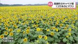 キャベツ畑に13万本のヒマワリ 高鍋町で見ごろ | MRTニュース | MRT宮崎放送