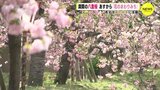 満開の八重桜 12日から「花のまわりみち」(造幣局 広島支局) あすは黄砂飛来に注意|TBS NEWS DIG