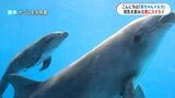 母乳飲んでスイスイ かごしま水族館でイルカの赤ちゃん誕生 体長120センチ、名前公募へ 鹿児島市 | 鹿児島のニュース|MBC NEWS|南日本放送