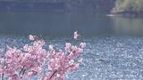 【映像】坂下ダムの桜 福島・大熊町【四季カメラ】|TBS NEWS DIG