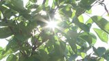予想最高気温は甲府37度で2日連続の猛暑日か こまめな水分補給など熱中症に警戒を | 山梨のニュース | UTYテレビ山梨