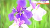 「梅雨空に花が映えてきれいに見える」あやめ園で22万株の“ハナショウブ”見ごろ　平年より1週間ほど早く開花が進む　宮城・栗原市　|　宮城のニュース│tbc NEWS│tbc東北放送