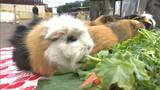 「動物たちも1年健康に過ごしてもらえたら」池田動物園で恵方巻のプレゼント【岡山】|TBS NEWS DIG