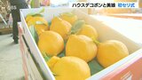 贈答用に人気のミカン「ハウスデコポン」「美娘」初競り 大分|TBS NEWS DIG