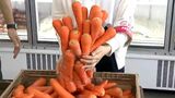 レタス2玉100円 ニンジン詰め放題200円の激安青果店でも「葉ものは例年より3割ほど高い」 11月末頃まで品薄で高騰か | 名古屋・愛知・岐阜・三重のニュース【CBC news】 | CBC web
