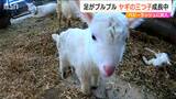 「1日で体重が200g増えた子も」新潟市南区の農業体験施設『アグリパーク』で三つ子のヤギの赤ちゃん誕生|TBS NEWS DIG