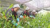 新茶初取引前に高級茶「高嶺の香」摘み取り 「ぜひ味わって飲んで」新芽を丁寧に手摘み＝静岡市清水区|TBS NEWS DIG