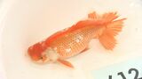 「丹精込めて育てられた かわいがって」金魚やコイの初セリ　人気のランチュウは1匹5万円！約200種類が並ぶ＝浜松市　|　静岡のニュース | SBSNEWS | 静岡放送