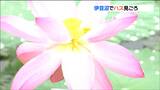 「ここまで回復したのが逆に驚き」大雨被害のハスが見ごろ 遊覧船から“極楽気分”の眺め 宮城 | 宮城のニュース│tbc NEWS│tbc東北放送