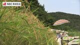 台風シーズン前に早めに収穫 五島市で早期米の稲刈りはじまる | 長崎のニュース | 天気 | NBC長崎放送