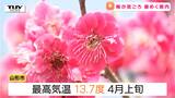 「こんな香るんだな」そよ風になびく梅の花 県内の多くの場所で梅が見ごろ(山形) |TBS NEWS DIG