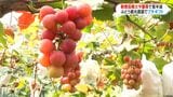 ぶどう観光農園ピンチ 新燃岳や集中豪雨の風評被害で来園者が半分に 鹿児島・霧島市|TBS NEWS DIG