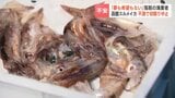 「夢も希望もない」函館のスルメイカ初競り中止 解禁初日の記録的不漁で漁業者は出漁見送りへ 函館朝市はヤリイカで急場しのぎ 北海道函館市|TBS NEWS DIG