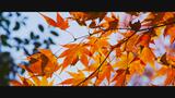 【映像】四季カメラ コロナ収束祈り…山本不動尊の紅葉(福島県棚倉町) | 福島のニュース│TUF
