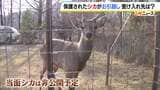 大阪で捕獲されたシカの『引越し先』は能勢町の温泉宿　奈良県は「受け入れ難しい」判断も、野生シカを保護した経験、柵で囲ったスペースなど決め手に　２７日、能勢に到着|TBS NEWS DIG