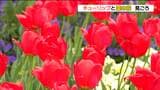 「みんな咲いていて素晴らしいなと」公園でチューリップと菜の花が見頃 宮城・川崎町 | 宮城のニュース│tbc NEWS│tbc東北放送