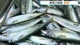 初夏の漁港に活気 「棒受け網漁」が本格始動！マイワシやサバなど70トン水揚げ　熊本・天草|TBS NEWS DIG