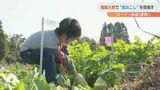 大~きな大根で島おこし 「湯島大根」の収穫体験 オーナー制度の実現へむけ | 熊本のニュース|RKK NEWS|RKK熊本放送