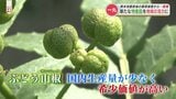 山椒の「刺激」で地域を元気に 水害に見舞われた集落の復活を目指して | 熊本のニュース|RKK NEWS|RKK熊本放送