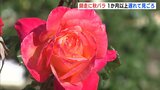 師走に “秋バラ” 夏の猛暑が生育に影響 1か月以上遅れて見ごろ迎える 広島・福山市|TBS NEWS DIG