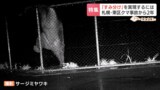 高さ2メートルの柵も乗り越えるクマ、人との「すみ分け」は…会わないためにできること 北海道 | 北海道のニュース|HBC北海道放送