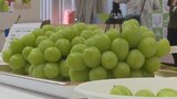 今年も玉張りがよく糖度が高い出来! JA全農山梨主催のシャインマスカット品評会 | 山梨のニュース | UTYテレビ山梨