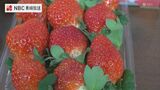 昨年度は過去最高の販売額　長崎県産いちご高収量生産者を表彰　|　長崎のニュース | 天気 | NBC長崎放送