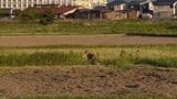 なぜ？住宅街に「キツネ」出没…過去にはドッグランに現れたことも　背景に「毛皮ブーム」の終焉か　可愛いけれど“感染症の運び屋”…「SFTS」「エキノコックス」リスク・対策は？　|　BSSニュース | BSS山陰放送