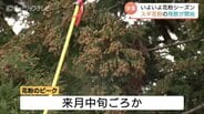 木々から漂う白いもや…ついに富山県内でスギ花粉が飛散　季節外れの暖かさで例年より1日早く1.4倍の量　　|　富山のニュース｜天気・防災｜チューリップテレビ