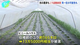 農家から収穫前のニラ、約165キロ・13万5000円相当が刈り取られ盗まれる　同様事件おとといも　同一犯による犯行か　茨城・筑西市|TBS NEWS DIG