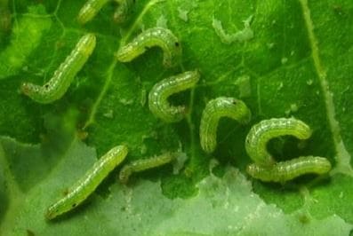 大豆、野菜、花き、果樹などの大敵「ハスモンヨトウ」が大量飛来のおそれ　病害虫注意報で早期発見、早期防除、除草の徹底などを呼びかけ　長野|TBS NEWS DIG