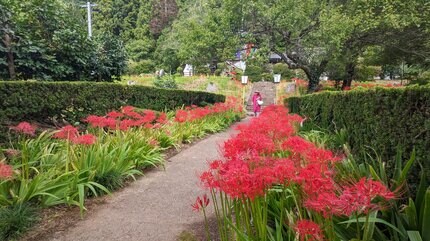 岩手・北上市の如意輪寺境内でおよそ2万本のヒガンバナが赤い可憐な花